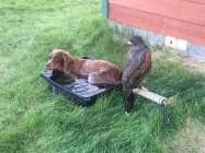 Theo chillin' in Blitzen's bath pan.JPG