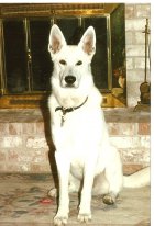 Sammy 001.jpg