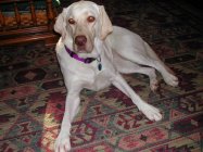 Gertie0018.JPG