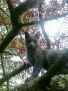 MR KITTY .jpg