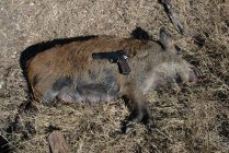 Hog2.jpg