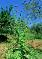 1-blessed-milk-thistle-silybum-marianum-bruno-petrigliascience-photo-library.jpg