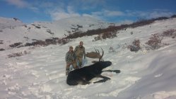 snow moose.jpg snow moose.jpg
