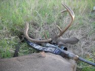 2015 Cull Buck.jpg