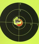 5 shots 50 yd.jpg