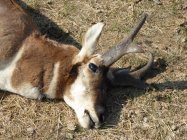 Antelope Buck.jpg