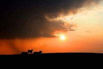 Beeves_ND_7_2021.jpg