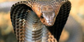 king-cobra-hood-crop_2x1.jpg