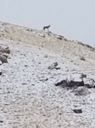 wolf.jpg