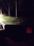 nocturnal ghog.jpg