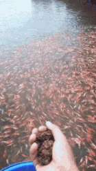 D3AEE6F1-FDD2-43CF-BAE4-F2611981F317.gif