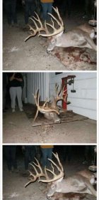 buck car hit.jpg buck car hit.jpg