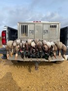 Austin's ducks 2.jpg