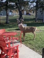Backyard buck 11-24.jpg