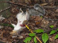 09squirrel01.jpg