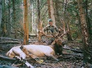 elk2.jpg