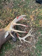 2021 deer 4.jpg