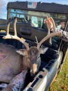 2021 deer 6.jpg