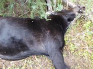 Entrance Wound.jpg