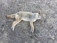 2-12-22 coyote.jpg