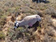 oryx1.jpg