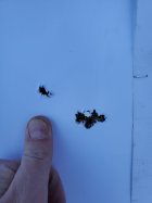6.5prc 10 shot barrel break in.jpg