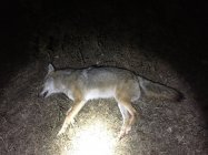 3-2-22 coyote.jpg