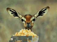 1647386506414.gif