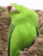 Goofy Bird.gif
