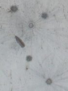 1150yd168s - Copy.jpg