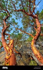 pacific-madrone-arbutus-menziesii-on-the-pacific-coast-of-vancouver-island-british-columbia-ca...jpg
