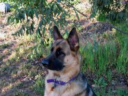 Thor at Attention sm.jpg