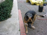 Thor with Toy 02152012.jpg