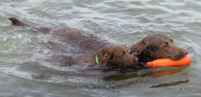 swim13.jpg