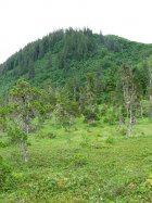 Bears in the thickets.jpg
