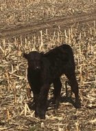 calf.jpg