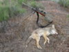 coyote kill 17.JPG