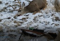 Mosin and buck 2020 Capture.JPG