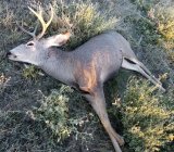 Mule buck 201820181022_075422.jpg
