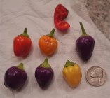Sm hot pepper frm leon (2).jpg