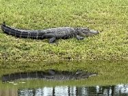 79378D08-6DA1-403F-B7E8-5536FD786E12.jpeg