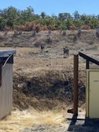 Deer at impact berm during live fire.jpg