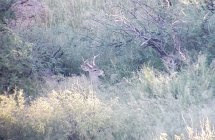 Lexi Deer Bedded.jpg