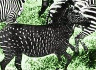 Spotted Zebra.jpg