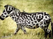 Spotted Zebra 2.jpg