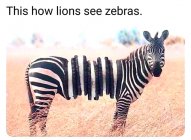 zebra.jpg