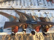 Kansas Pheasants.jpg