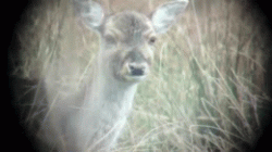 signal-2022-10-19-15-28-50-911.gif