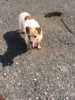 Fido.JPG