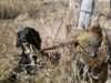 Gus fence post rooster.jpg